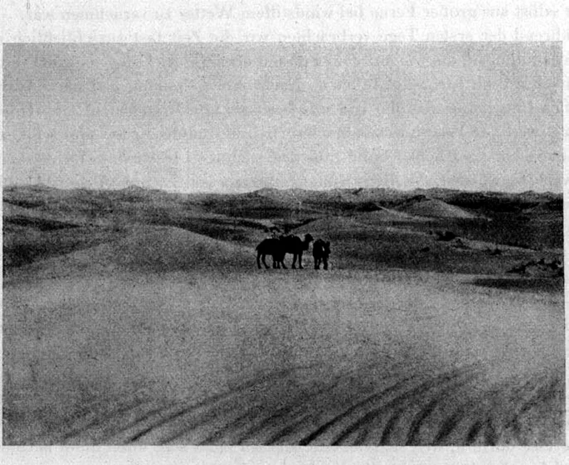 Photograph of crescent sand dunes in the Gobi with a small group of camels